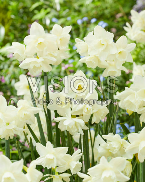 Narcissus 105-91 Narcissus 105-91