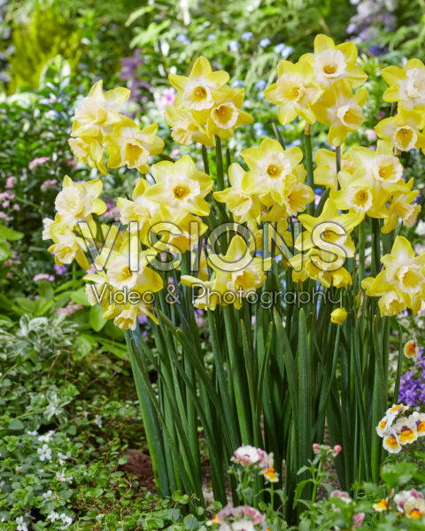 Narcissus 25-92 Narcissus 25-92