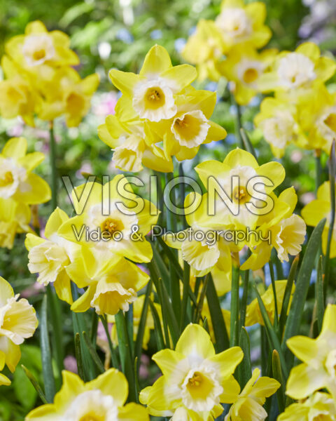 Narcissus 25-92 Narcissus 25-92