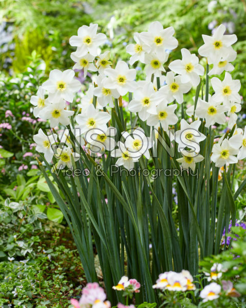 Narcissus Lieke Narcissus Lieke