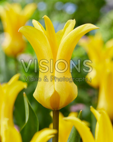 Tulipa Crown Jewel Tulipa Crown Jewel