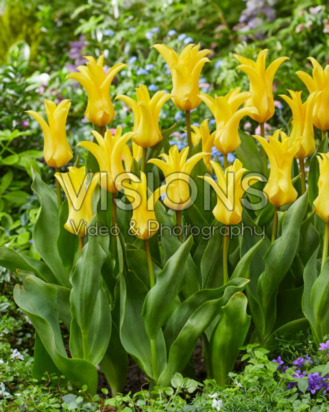 Tulipa Crown Jewel Tulipa Crown Jewel