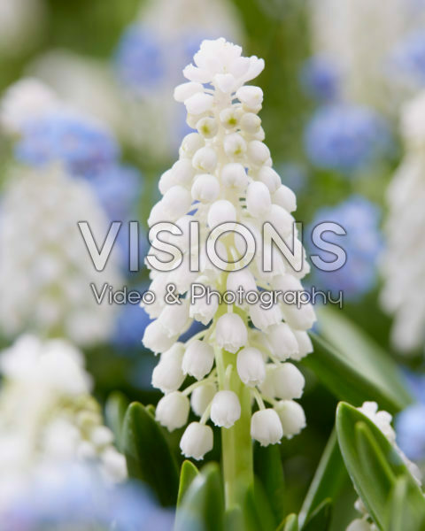 Muscari wit Muscari wit