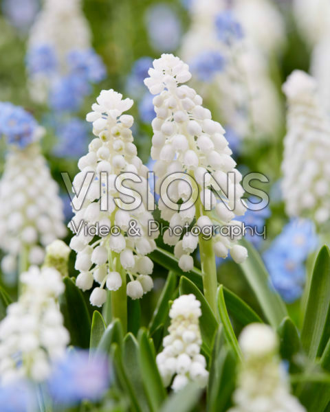 Muscari wit