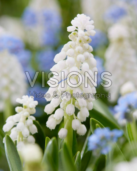 Muscari white Muscari white