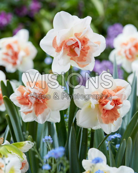 Narcissus Pink Performance