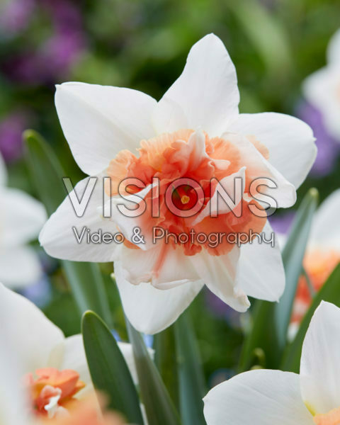 Narcissus Candy Princess Narcissus Candy Princess