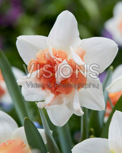 Narcissus Candy Princess