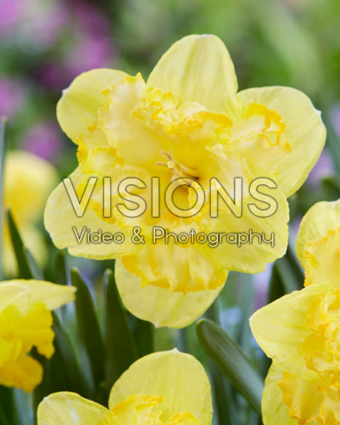 Narcissus Blazing Starlet Narcissus Blazing Starlet