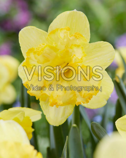 Narcissus Blazing Starlet Narcissus Blazing Starlet