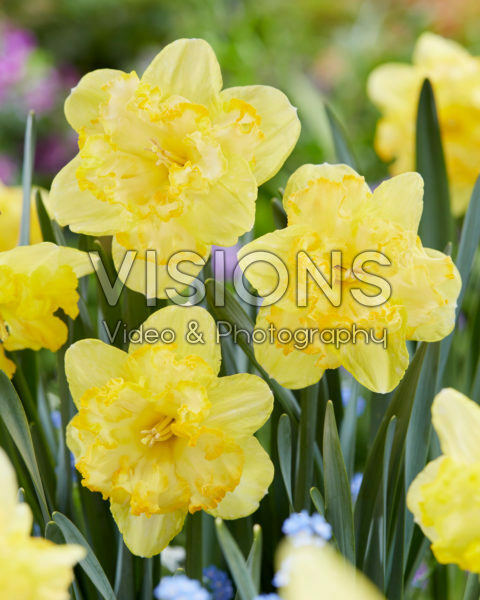 Narcissus Blazing Starlet