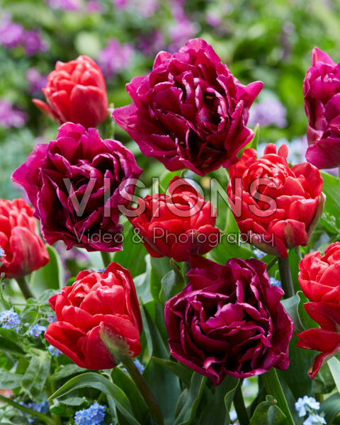 Tulipa Red Foxtrot, Showcase