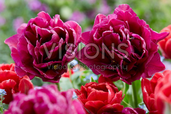 Tulipa Red Foxtrot, Showcase
