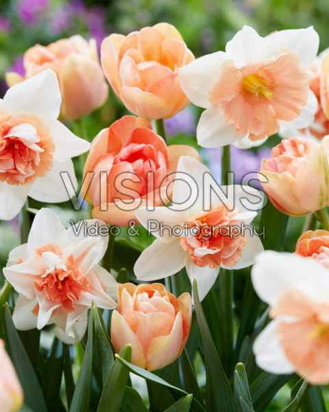 Narcissus and Tulipa mixed