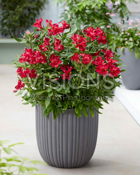 Alstroemeria Duchess Josephine Alstroemeria Duchess Josephine
