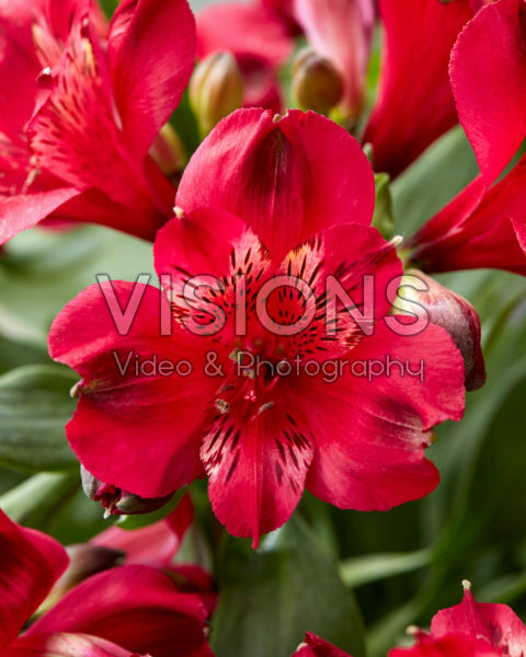 Alstroemeria Duchess Josephine Alstroemeria Duchess Josephine