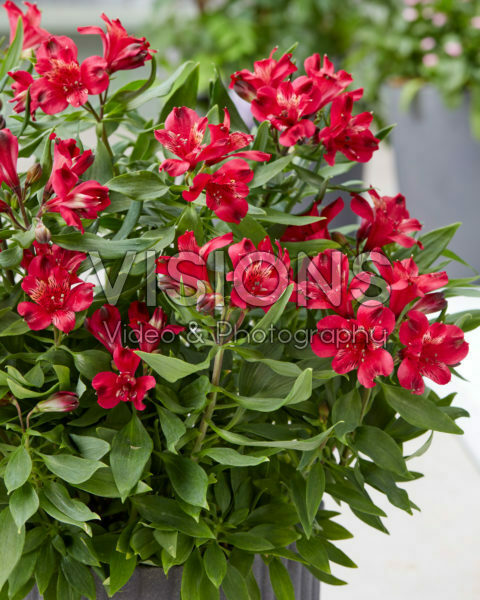 Alstroemeria Duchess Josephine Alstroemeria Duchess Josephine