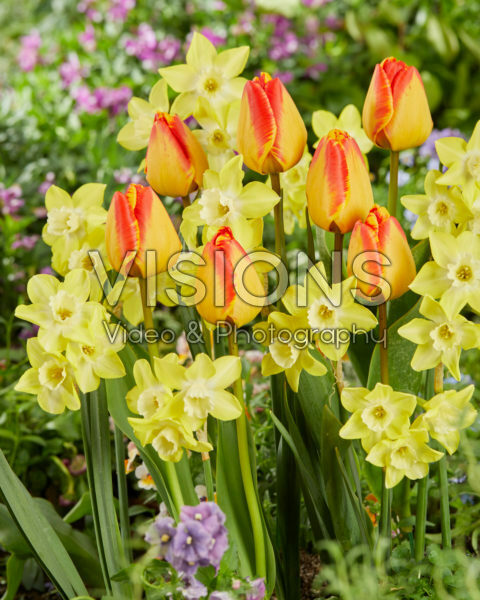 Narcissus Pipit, Tulipa Charming Beauty