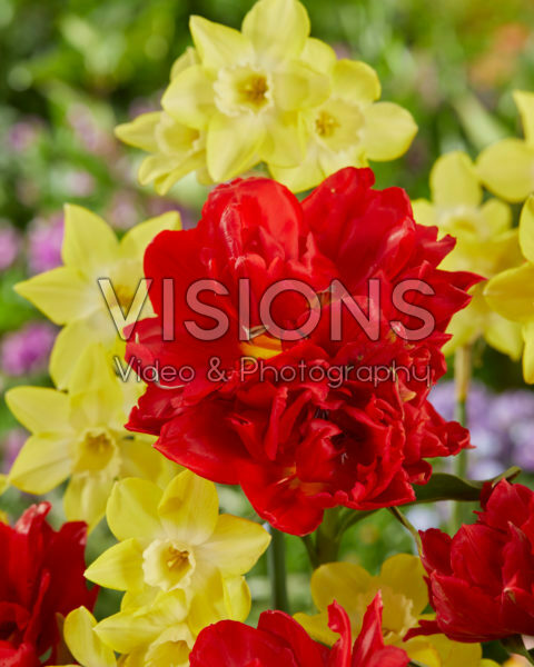 Narcissus Pipit, Tulipa Viking