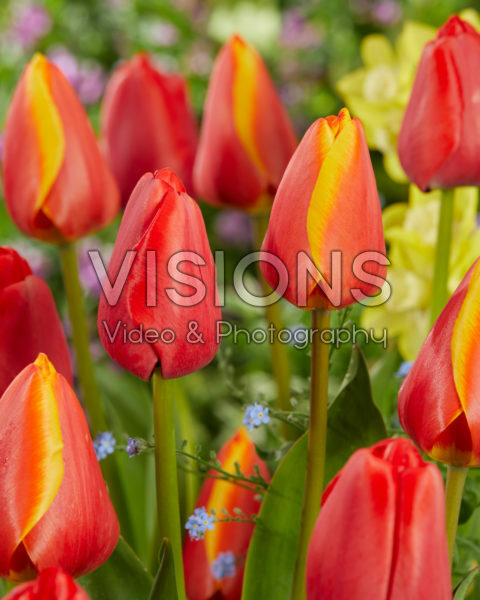 Tulipa Worlds Beauty, Red Pride Tulipa Worlds Beauty, Red Pride