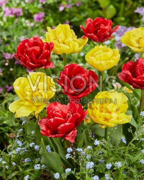 Tulipa Double Trouble, Red Foxtrot Tulipa Double Trouble, Red Foxtrot