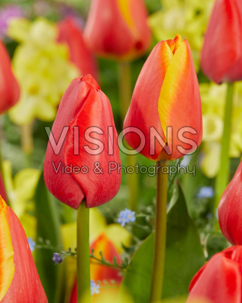 Tulipa Worlds Beauty, Red Pride