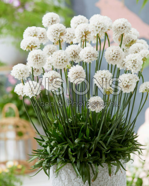 Armeria Dreameria® Dream Clouds Armeria Dreameria® Dream Clouds