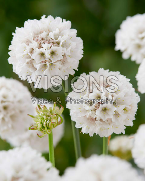 Armeria Dreameria® Dream Clouds Armeria Dreameria® Dream Clouds