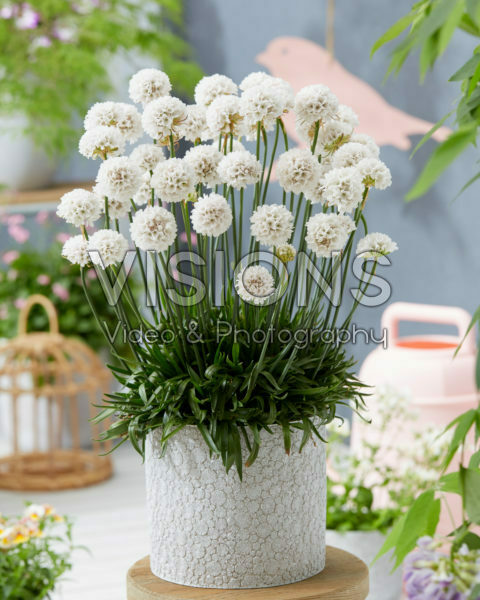 Armeria Dreameria® Dream Clouds Armeria Dreameria® Dream Clouds