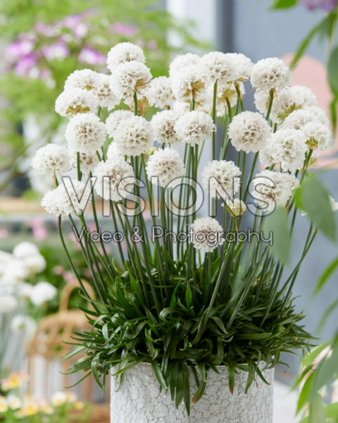 Armeria Dreameria® Dream Clouds