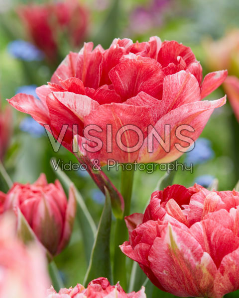 Tulipa Monte Prix Tulipa Monte Prix
