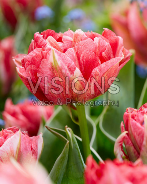 Tulipa Monte Prix Tulipa Monte Prix