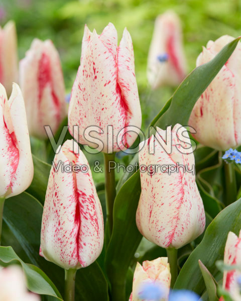 Tulipa Suus Tulipa Suus