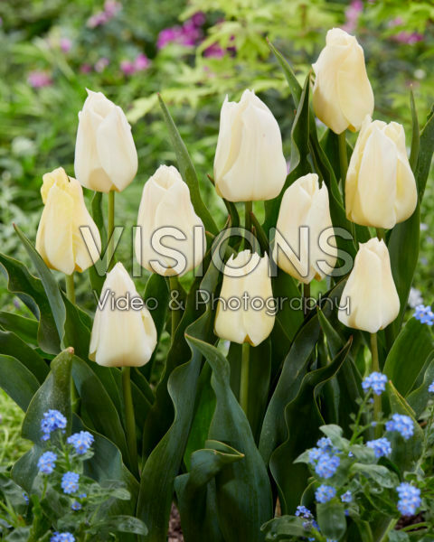 Tulipa De Lieveling