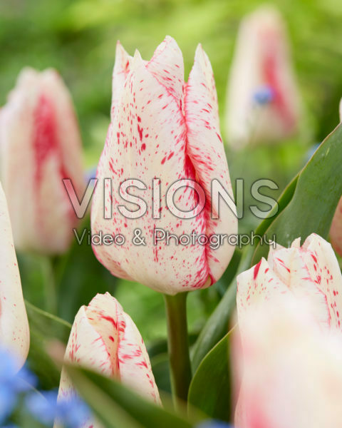 Tulipa Suus Tulipa Suus