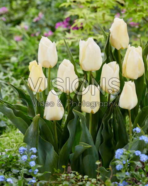 Tulipa De Lieveling Tulipa De Lieveling