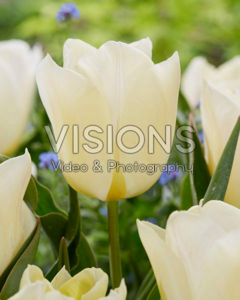 Tulipa De Lieveling