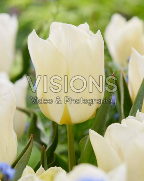 Tulipa De Lieveling Tulipa De Lieveling