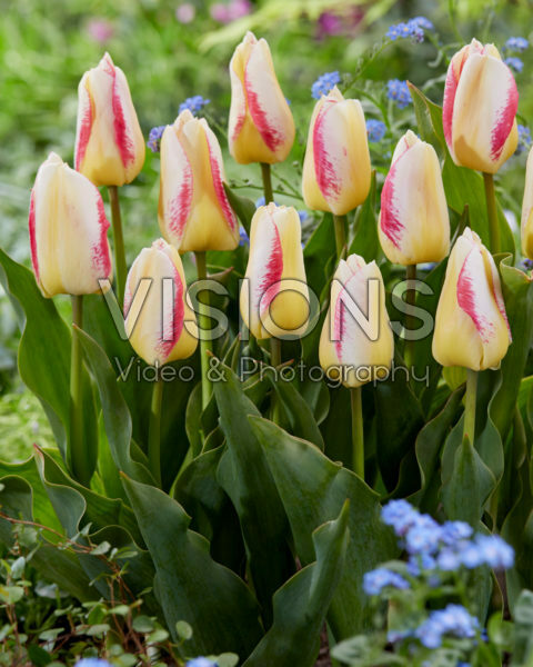 Tulipa Salvo Flame