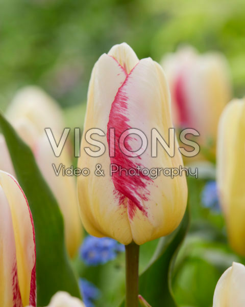Tulipa Salvo Flame