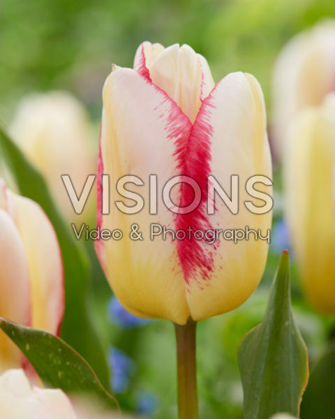 Tulipa Salvo Flame