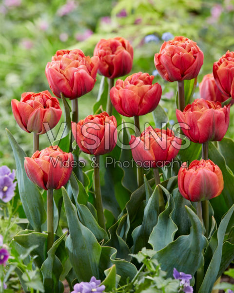 Tulipa Jan Valkering Tulipa Jan Valkering