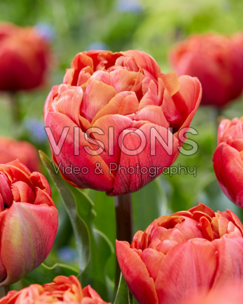 Tulipa Jan Valkering Tulipa Jan Valkering