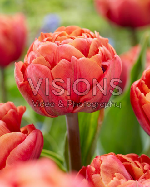 Tulipa Jan Valkering Tulipa Jan Valkering