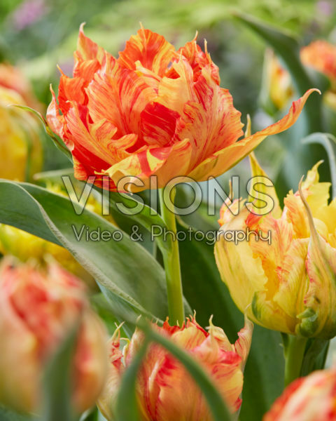 Tulipa Monte Parrot Tulipa Monte Parrot