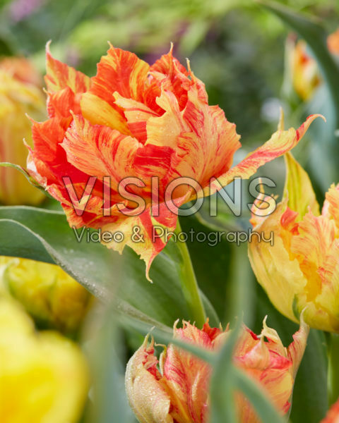 Tulipa Monte Parrot Tulipa Monte Parrot