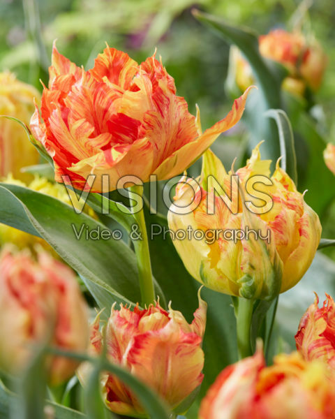 Tulipa Monte Parrot Tulipa Monte Parrot