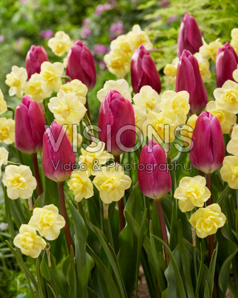 Tulipa Tattoo, Narcissus Yellow Cheerfulness