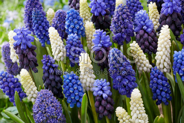 Muscari mixed