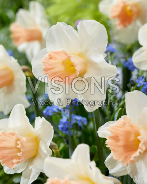 Narcissus Pink Parasol